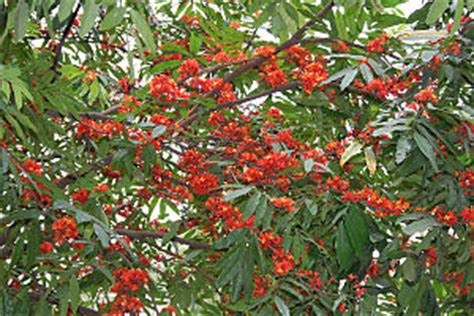 Saraca indica - Biodiversity of India: A Wiki Resource for Indian Biodiversity