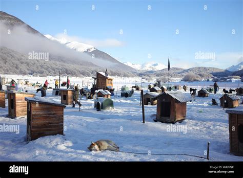 Las Cotorras winter center dog shelter and sledge tour place in Ushuaia, Tierra del Fuego Stock ...