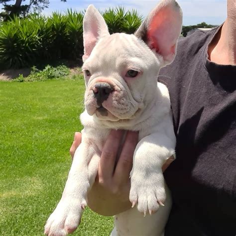 Akc French Bulldog Puppies/french Bulldog Puppies For Sale Ohio/