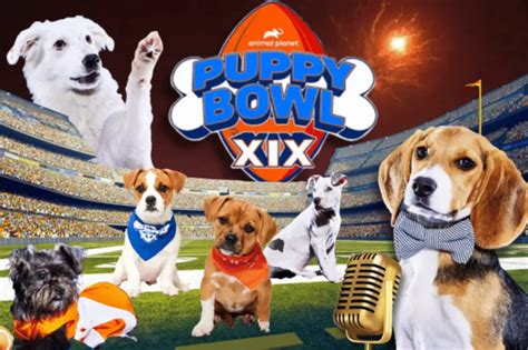 Team Fluff Wins XIX Puppy Bowl Defeating Team Ruff 87-83