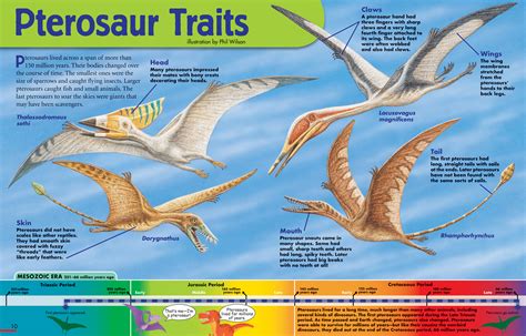 Pterosaur Traits - NWF | Ranger Rick