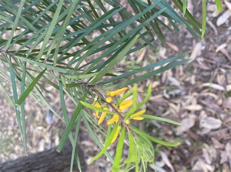 species identification - Can anyone identify this woody plant - Biology ...