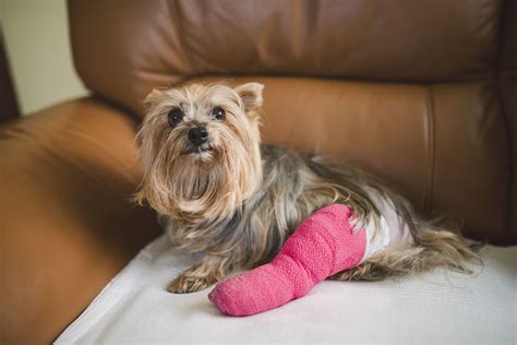 Common Injuries in Dogs