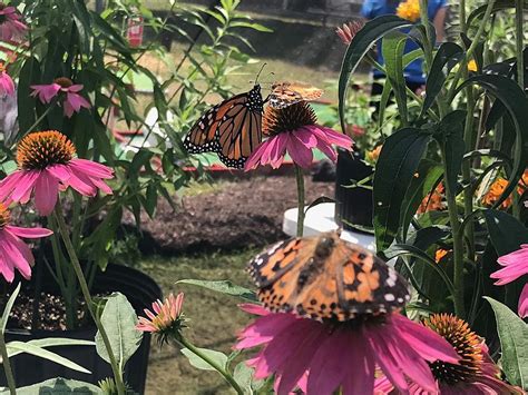 Virtually Visit the Frederick Meijer Gardens Butterfly Exhibit