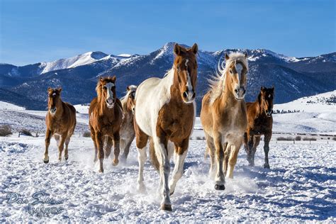 Six brown and white horse on white snow at daytime, horses, colorado HD wallpaper | Wallpaper Flare