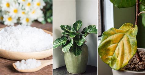 10 Advantages of Using Epsom Salt for Houseplants