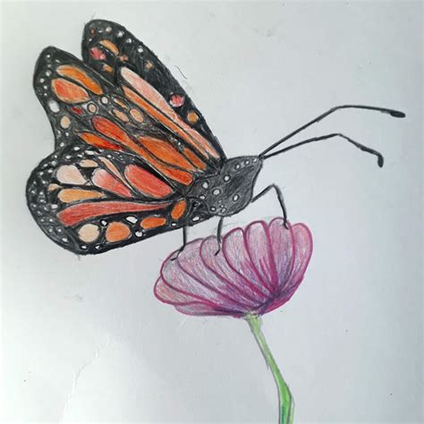 Butterfly Drawing