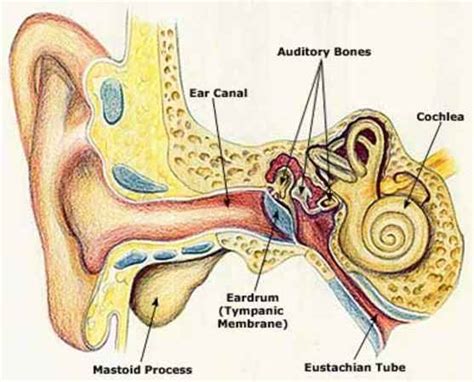 Human Ear Diagram with Label - coordstudenti