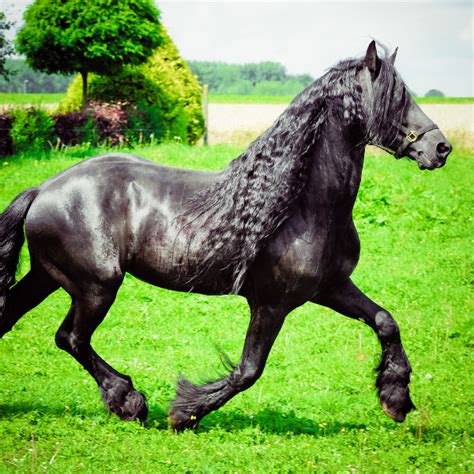 Breed Spotlight: Friesian Horse - Cornerstone Equine Academy