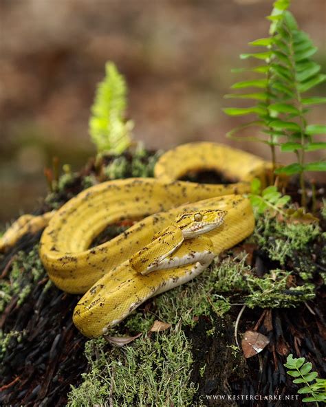 Amazon Tree Boa - Kester Clarke Wildlife Photography