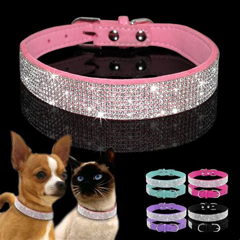 Can A Small Dog Wear A Cat Collar at Laura McAllister blog