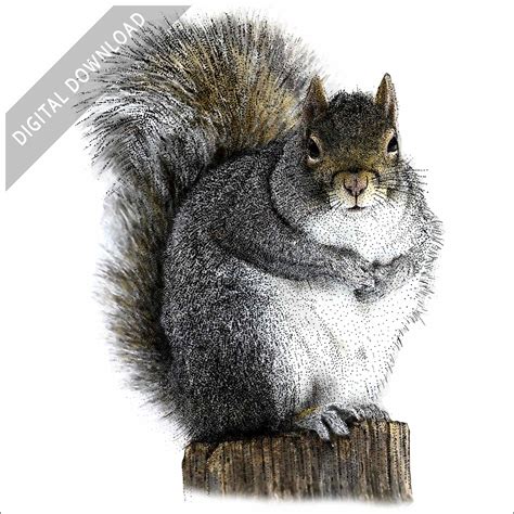 Gray Squirrel Drawing