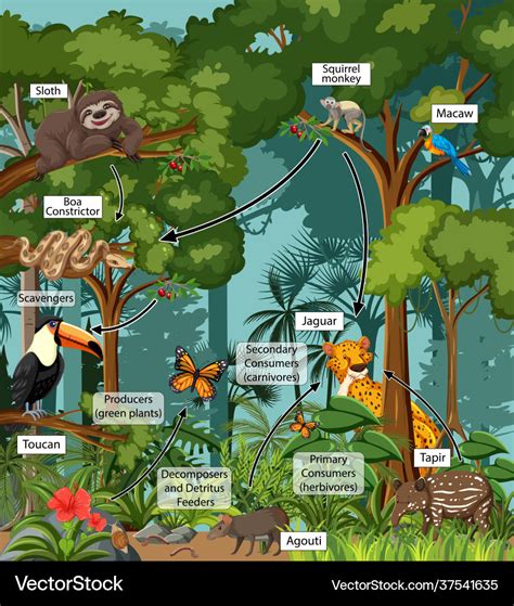 Diagram showing food web in rainforest Royalty Free Vector