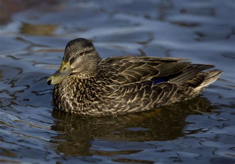 080504_NY_Adirondacks | Anas rubripes X Anas platyrhynchos | American Black Duck x Mallard ...