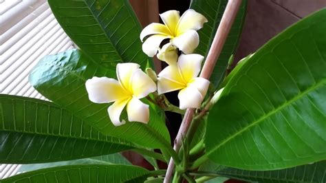 Growing plumeria indoors - YouTube