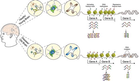 Frontiers | Neurogenetic and Neuroepigenetic Mechanisms in Cognitive Health and Disease