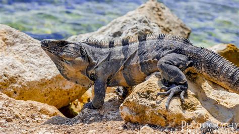 Iguanas in Mexico, Riviera Maya - Photo Album - Through My Photo Lens