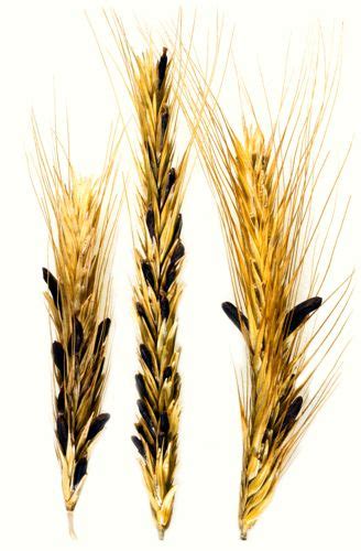 Dealing with deadly ergot requires multi-pronged approach