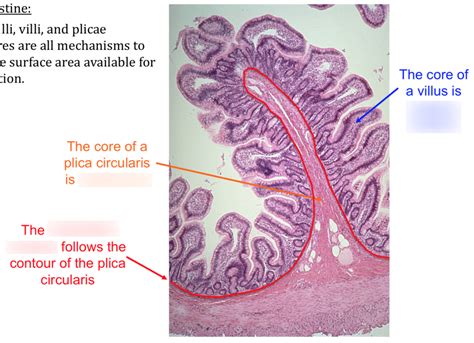 Small Intestine histology 2 Diagram | Quizlet