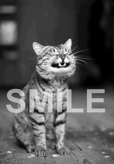 Smile Cat Pictures, Photos, and Images for Facebook, Tumblr, Pinterest, and Twitter