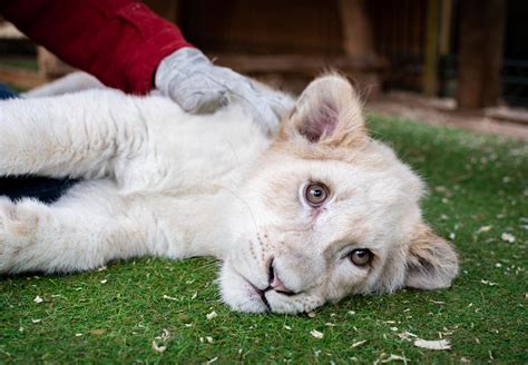 Alarming Welfare Concerns Found in Lion Cub-Petting Study - FOUR PAWS ...