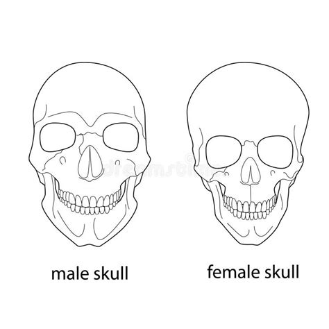 Differences Of Male And Female Skull. Stock Vector - Image: 45207974