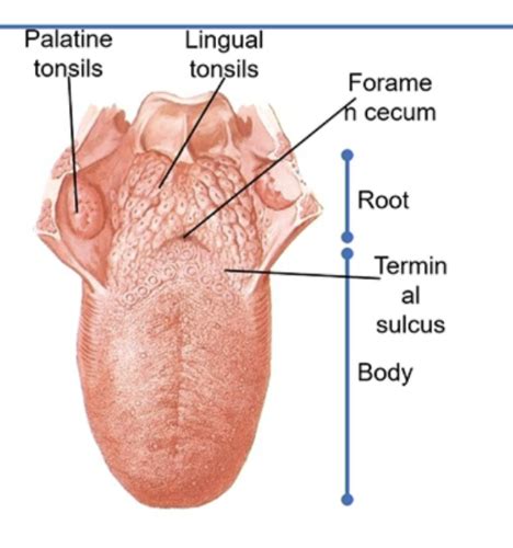 Lecture 9: Gustatory Systems Flashcards | Quizlet