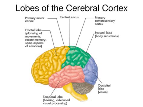 Cerebral Cortex; Insula of Reil | Cerebral cortex, Nervous system diagram, Somatosensory cortex