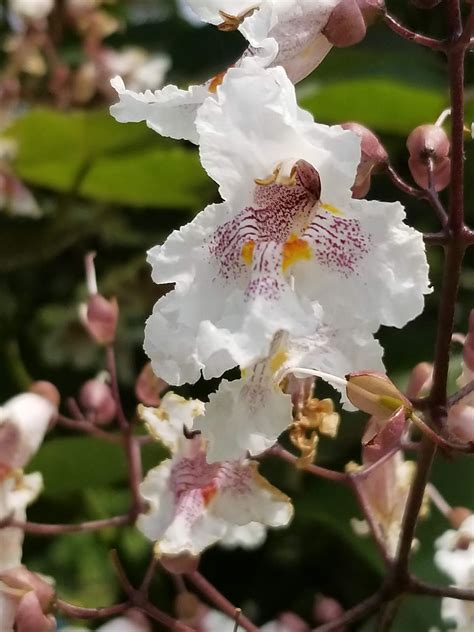 Photo Friday: Catalpa Flowers