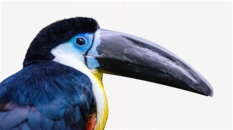 Toucan bird, isolated animal image | Free Photo - rawpixel