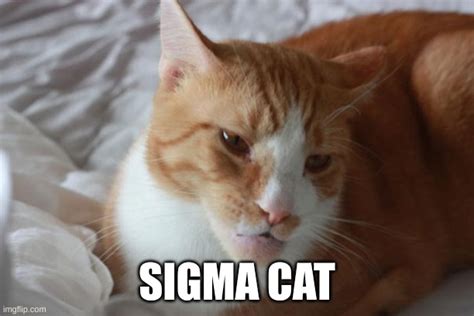 sigma cat - Imgflip