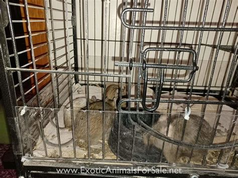 5 Female Degu's 1 Male Degu with cage, accessories, food and hay for Sale