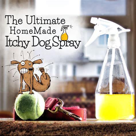 VIDEO: ITCHY DOG? TRY THIS RECIPE FOR SOME RELIEF! Itchy now or itchy ...