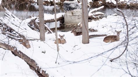 5 deer laying down in the snow. : r/VirginiaNature