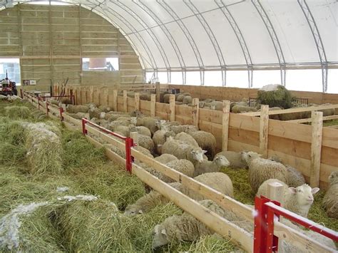 Livestock shelter, Sheep, Sheep farm