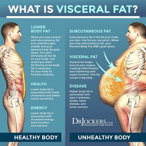 Visceral Fat: What is It and How it Drives Up Inflammation | Visceral ...