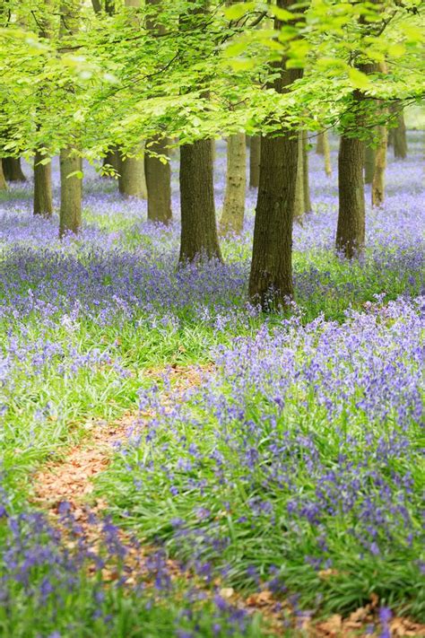 Home Counties | H010 - Bluebells - Ashridge Estate, Hertfordshire | Bluebells, Hertfordshire ...