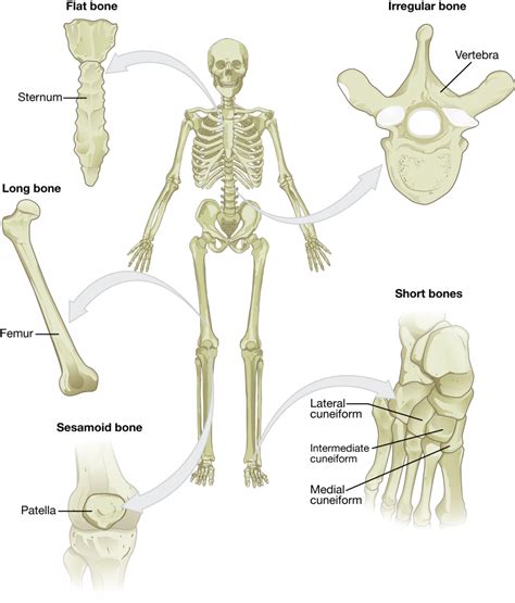 6.2 Bone Classification – Anatomy & Physiology