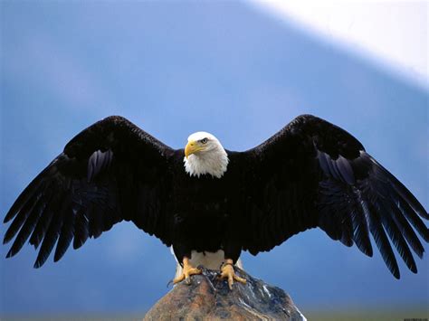 1920X1080 Eagle Wallpaper - WallpaperSafari