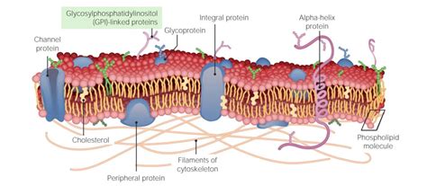 The Cell: Cell Membrane | Concise Medical Knowledge