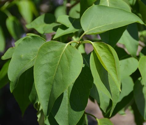 Lilac | UMass Amherst Greenhouse Crops and Floriculture Program