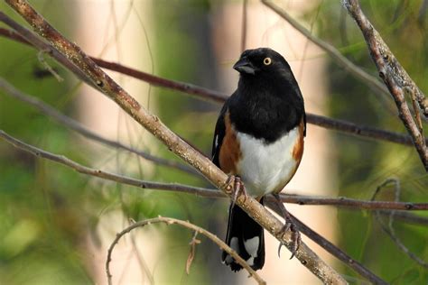 Pine Rocklands — Tropical Audubon Society