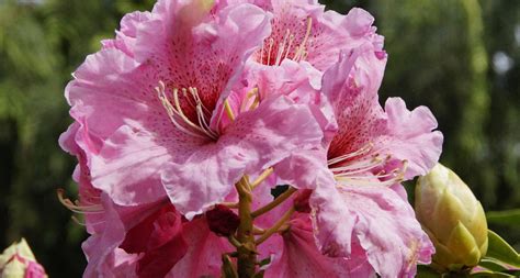 Washington State Flower - The Coast Rhododendron - ProFlowers Blog