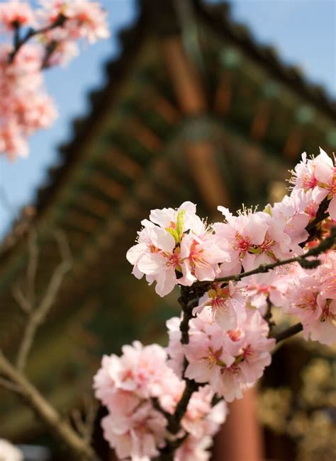 Where to See Cherry Blossoms in Seoul • Hoponworld