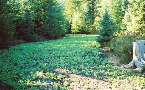 4 Advanced Food Plot Location Strategies | Whitetail Habitat Solutions