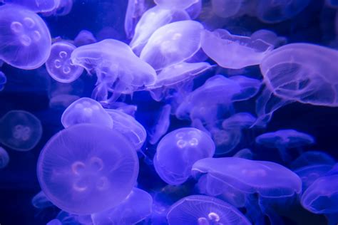 Moon Jellyfish (Medium) – Jellyfish Aquarium