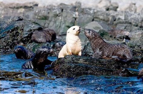 Albino Sea Otter Albino sea otter | Amazing Albinos | Otters, Sea otter ...