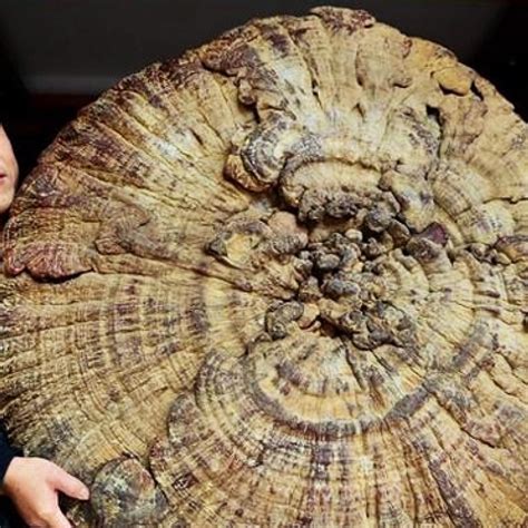 Around the nation: massive lingzhi mushroom found in Guangxi | South ...