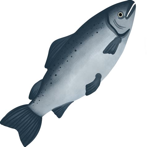 süß Lachs Karikatur 24776250 PNG