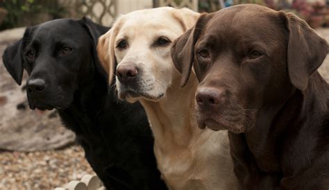 A Guide to Labrador Retrievers | Embark | Labrador Retrievers